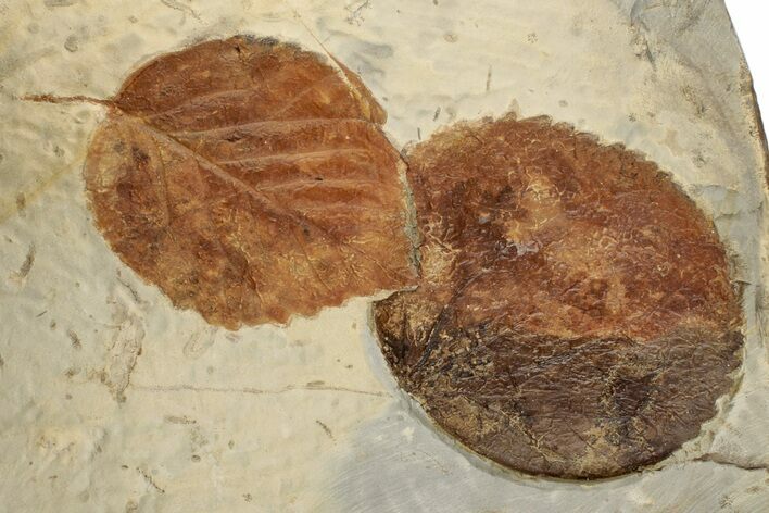Two Fossil Leaves (Zizyphoides & Davidia) - Montana #199547